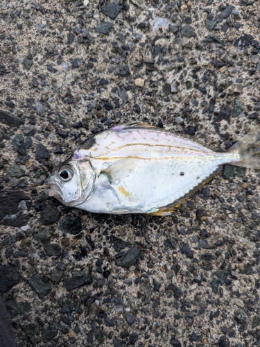 ヒイラギの釣果