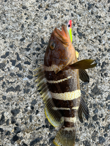 アオハタの釣果