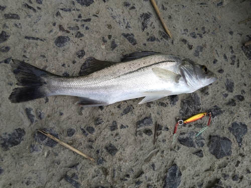 セイゴ（マルスズキ）の釣果