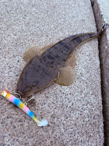 マゴチの釣果