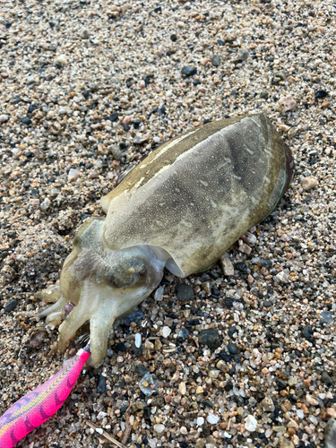 コウイカの釣果