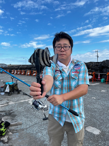 イシダイの釣果