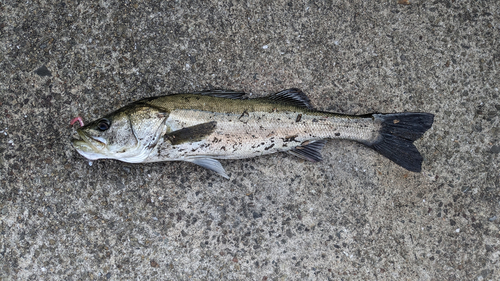 スズキの釣果