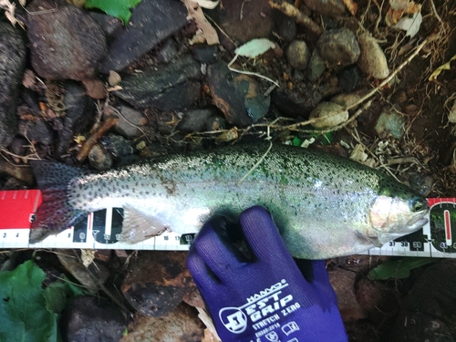 ニジマスの釣果