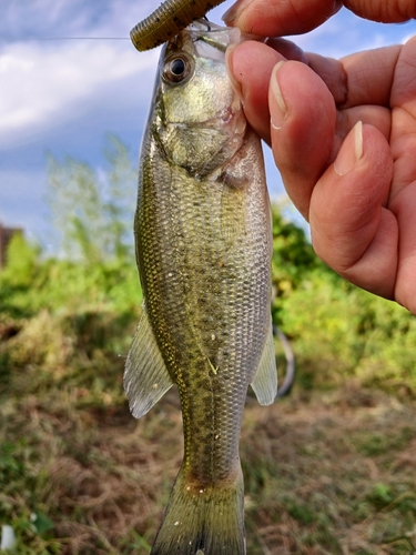 ラージマウスバスの釣果