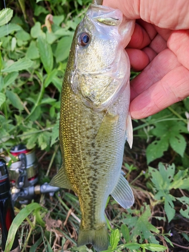 ラージマウスバスの釣果