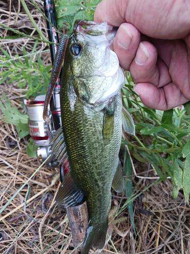 ラージマウスバスの釣果