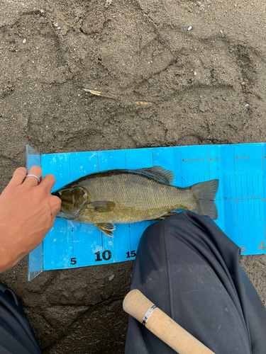 スモールマウスバスの釣果