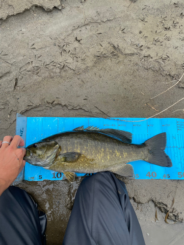 スモールマウスバスの釣果