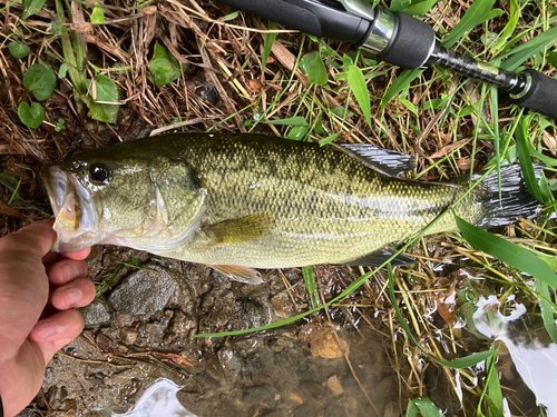 ラージマウスバスの釣果