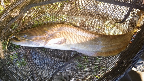 ナマズの釣果