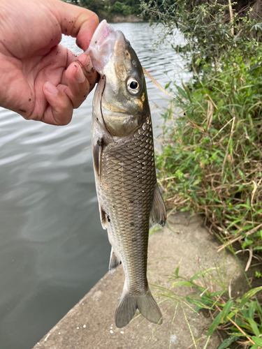 ニゴイの釣果