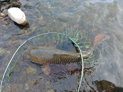 コイの釣果