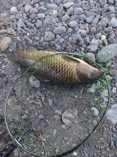 コイの釣果