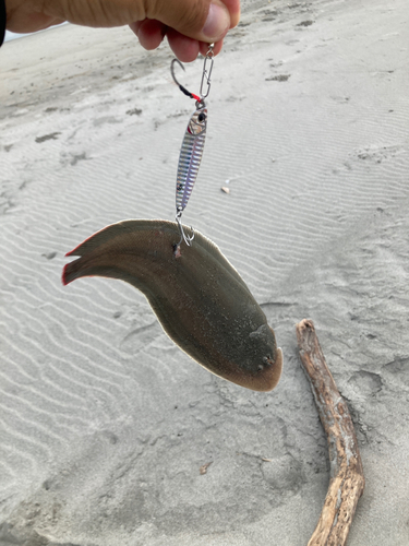 シタビラメの釣果