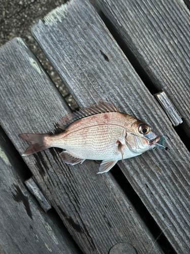 チダイの釣果