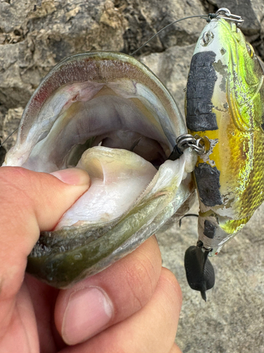 ブラックバスの釣果