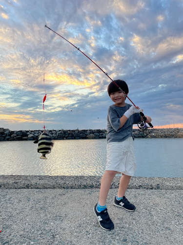 イシダイの釣果