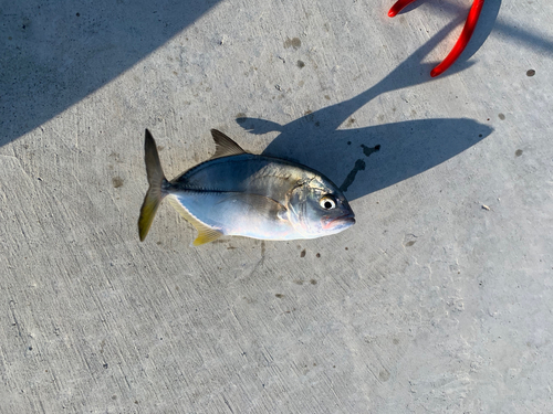 メッキの釣果