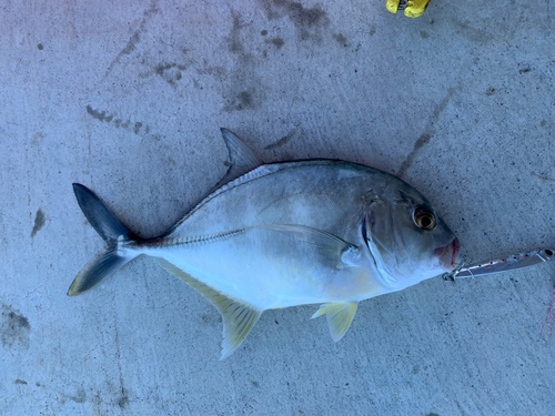 メッキの釣果