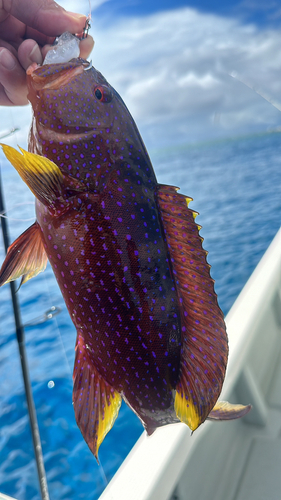 バラハタの釣果