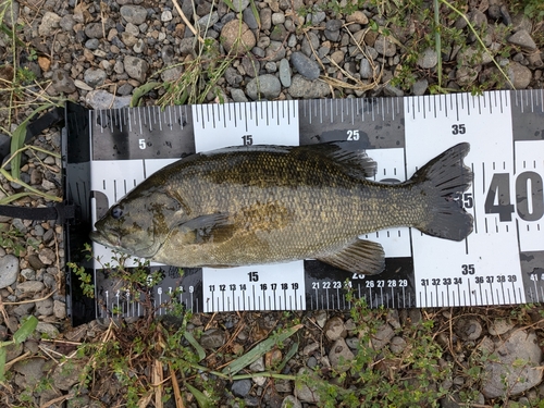 スモールマウスバスの釣果