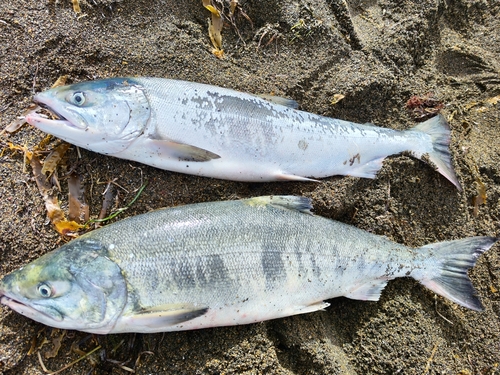 サケの釣果