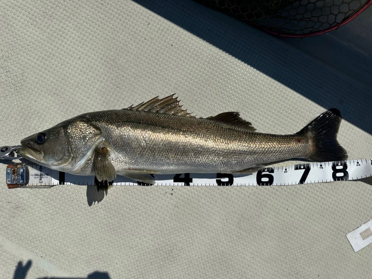 KAZUボート 釣果さんの釣果 3枚目の画像