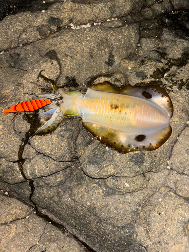 アオリイカの釣果