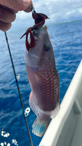 ベラの釣果