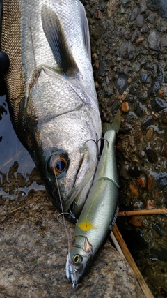 スズキの釣果