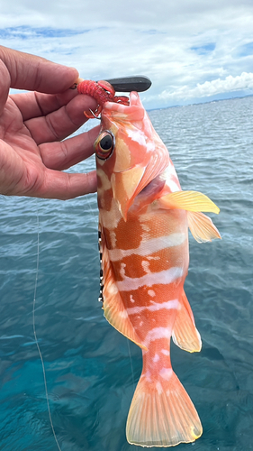 アカハタの釣果