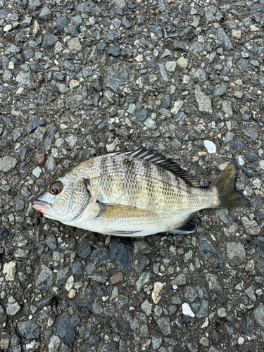 アジアコショウダイの釣果