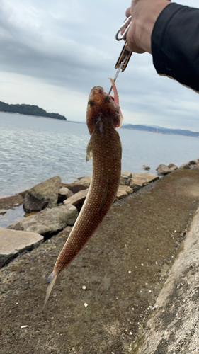 エソの釣果