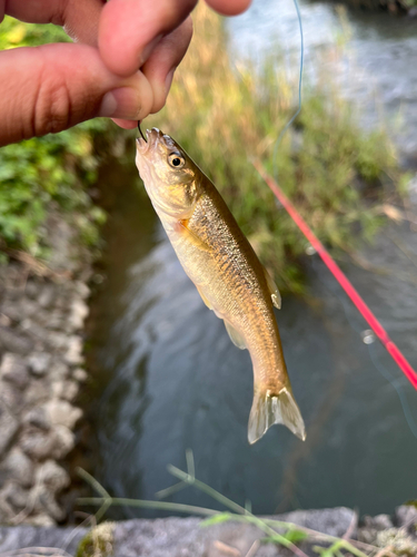 アブラハヤの釣果