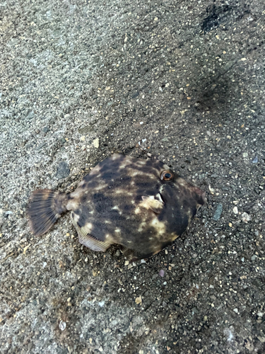 カワハギの釣果