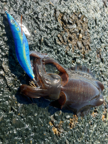 アオリイカの釣果