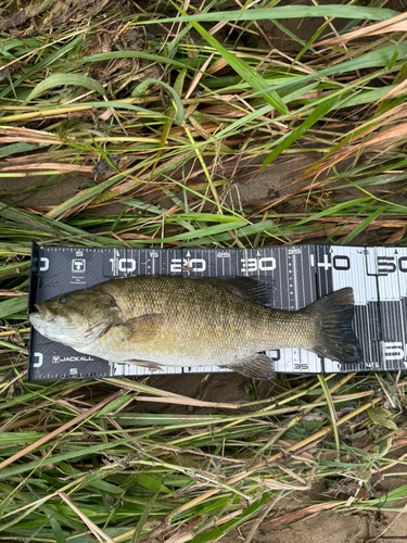 スモールマウスバスの釣果