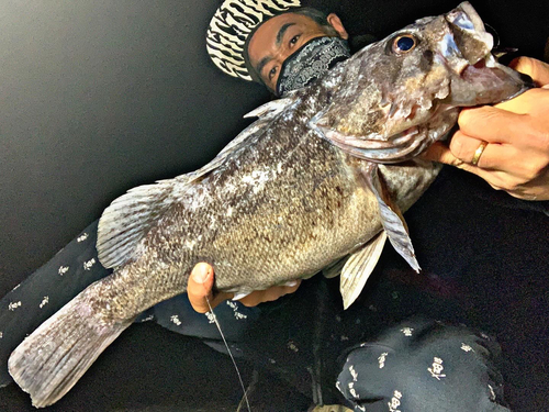 クロソイの釣果