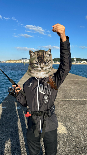 キジハタの釣果