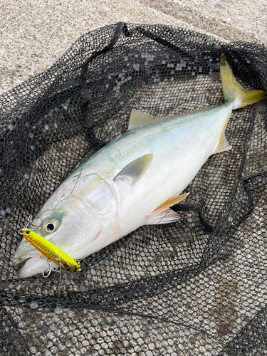 イナダの釣果