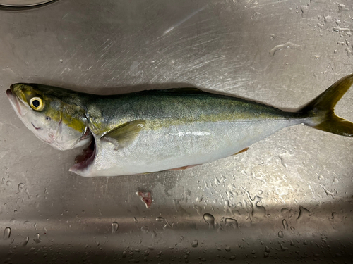 ハマチの釣果