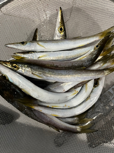 カマスの釣果