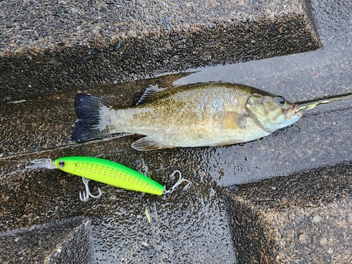 スモールマウスバスの釣果