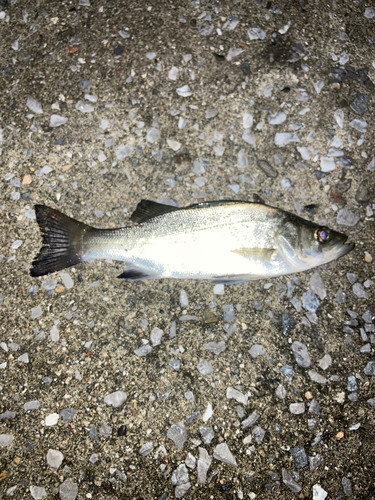 セイゴ（マルスズキ）の釣果