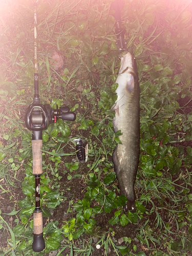 マナマズの釣果