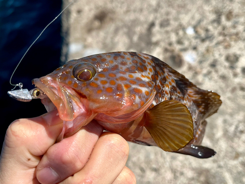 キジハタの釣果