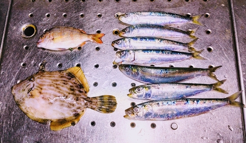 カワハギの釣果