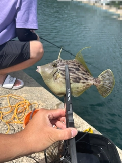 カワハギの釣果