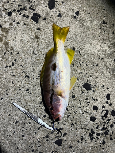 ヨコスジフエダイの釣果